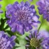 Scabiosa Columbaria 'Butterfly Blue' P11 Cm 1 Scabiosa Columbaria 'Butterfly Blue' P11 Cm -Planten Verkoop 194VANWB b686
