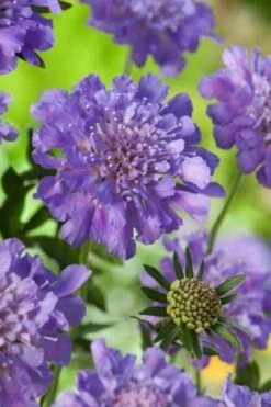 Scabiosa Columbaria 'Butterfly Blue' P11 Cm
