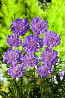 Planten Verkoop -Planten Verkoop 1B1S1NY2 26d0