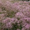 Gypsophila Paniculata Bol Cm 25 Stuks -Planten Verkoop 1B6TY5R8 a1de
