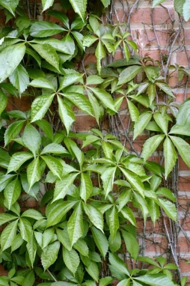 Parthenocissus Quinquefolia Engelmannii C5 150-175 Cm