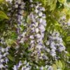 Wisteria Sinensis 'Prolific' C7_5 100_150_CM 1 Wisteria Sinensis 'Prolific' C7_5 100_150_CM -Planten Verkoop 1HPPXDRX a59e