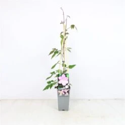 Clematis 'Fragrant Spring' C2 60-70 Cm -Planten Verkoop 1N3N6XSY 4c24
