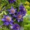 Clematis 'Multi Blue' C2 60-70 Cm -Planten Verkoop 1RLYGTXA def4