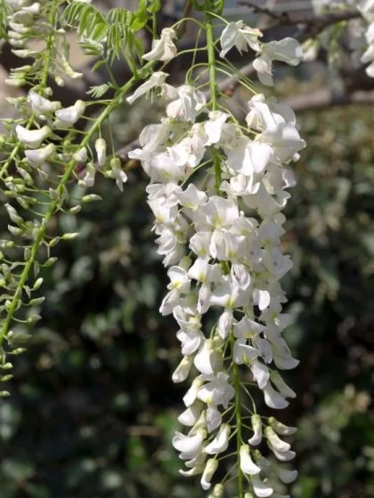 Wisteria Sinensis 'Alba' C7.5 125-150 Cm 3 Wisteria Sinensis 'Alba' C7.5 125-150 Cm