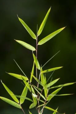 Fargesia 'Genf' C7.5 80-100 Cm