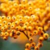 Pyracantha 'Soleil D'Or' C2 80-100 Cm -Planten Verkoop 2CLD6RED 05ca