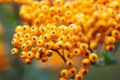 Pyracantha 'Soleil D'Or' C2 80-100 Cm