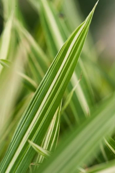 Pleioblastus Variegatus P9 Cm 3 Pleioblastus Variegatus P9 Cm