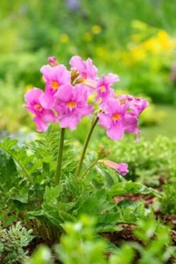 Incarvillea Delavayi Bol Cm 25 Stuks