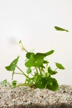 Hydrocotyle Vulgaris P9 Cm