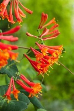 Lonicera Brownii 'Dropmore Scarlet' C2 60-70 Cm