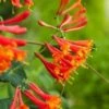 Lonicera Brownii 'Dropmore Scarlet' C2 80-100 Cm -Planten Verkoop 4A1V5NZJ 5df5