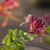 Lonicera Heckrottii 'Goldflame' C2 80_100_CM