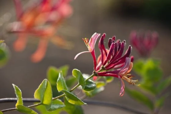 Lonicera Heckrottii 'Goldflame' C2 80_100_CM 3 Lonicera Heckrottii 'Goldflame' C2 80_100_CM