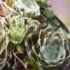 Sempervivum Arachnoideum 'Silberring' P9 Cm -Planten Verkoop 4KT1HTXK f41c