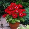 Anemone Coronaria 'De Caen' Bol Cm 100 Stuks -Planten Verkoop 4P5HCZCB 7049