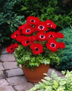 Anemone Coronaria 'De Caen' Bol Cm 100 Stuks