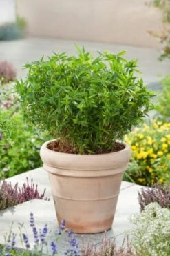 Pleioblastus Pygmaeus C2 Cm