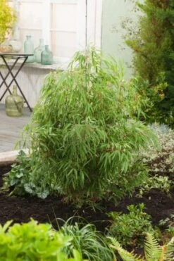 Fargesia Rufa C5 40-60 Cm