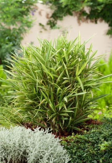 Pleioblastus Variegatus P9 Cm 4 Pleioblastus Variegatus P9 Cm - Afbeelding 2