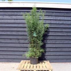 Fargesia 'Jiuzhaigou 1' C25 150-175 Cm