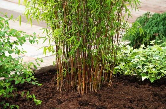 Fargesia 'Red Dragon' C5 60-80 Cm 3 Fargesia 'Red Dragon' C5 60-80 Cm