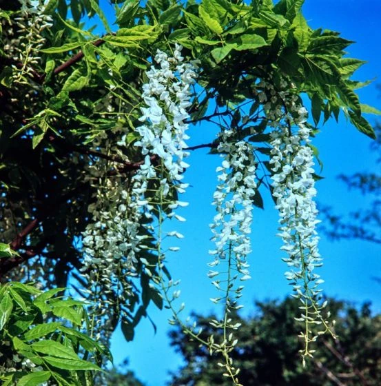 Wisteria Sinensis 'Alba' C7.5 125-150 Cm 4 Wisteria Sinensis 'Alba' C7.5 125-150 Cm - Afbeelding 2