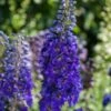 Delphinium (P) MF Dark Blue Black Bee P9 Cm -Planten Verkoop 5RE8PT95 3174