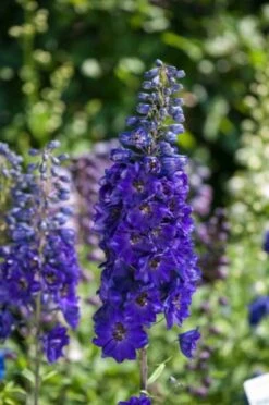 Delphinium (P) MF Dark Blue Black Bee P9 Cm