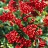 Pyracantha Coccinea 'Red Column' C2 60-70 Cm