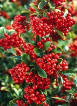 Pyracantha Coccinea 'Red Column' C2 60-70 Cm