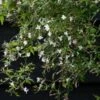 Jasminum Officinale C2 60-80 Cm -Planten Verkoop 6GBCX9YX 392e 1