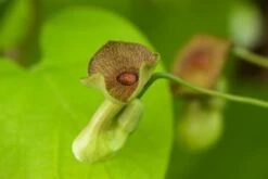 Planten Verkoop -Planten Verkoop 6L2AAV36 cb9e