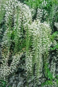 Wisteria Floribunda 'Alba' C10 175-200 Cm