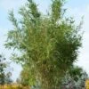 Fargesia Robusta 'Pingwu' C7.5 80-100 Cm -Planten Verkoop 7GCASV4E 1858 3