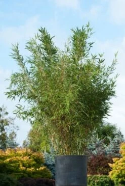 Fargesia Robusta 'Pingwu' C2 30-40 Cm