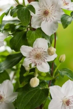 Nieuwe Producten 21 Clematis 'Destiny' C2 60-70 Cm