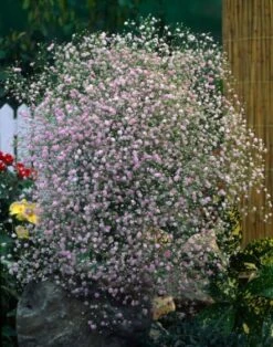 Gypsophila Paniculata Bol Cm 25 Stuks 6 Gypsophila Paniculata Bol Cm 25 Stuks -Planten Verkoop 82K75K39 68e6