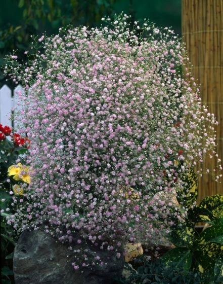 Gypsophila Paniculata Bol Cm 25 Stuks 4 Gypsophila Paniculata Bol Cm 25 Stuks - Afbeelding 2