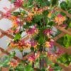 Lonicera Heckrottii 'American Beauty' C2 60-70 Cm -Planten Verkoop 83VR4644 5676