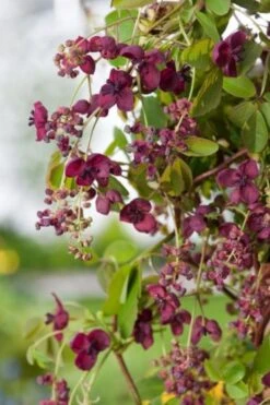 Nieuwe Producten -Planten Verkoop 84ZGCLTK 121f