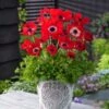 Anemone Coronaria 'Hollandia' Bol Cm 100 Stuks -Planten Verkoop 859BV72V 7f7e