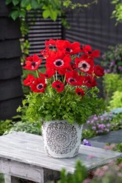 Anemone Coronaria 'Hollandia' Bol Cm 100 Stuks