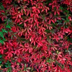 Parthenocissus Henryana C2 60-70 Cm