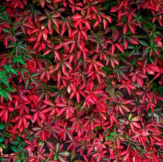 Parthenocissus Henryana C2 60-70 Cm 3 Parthenocissus Henryana C2 60-70 Cm