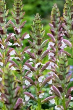 Acanthus Hungaricus 'White Lips' P9 Cm