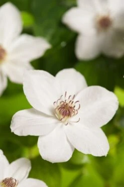 Nieuwe Producten -Planten Verkoop 8Y5EBV5E 9305