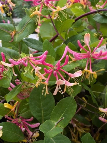 Lonicera Heckrottii 'Goldflame' C2 80_100_CM 4 Lonicera Heckrottii 'Goldflame' C2 80_100_CM - Afbeelding 2