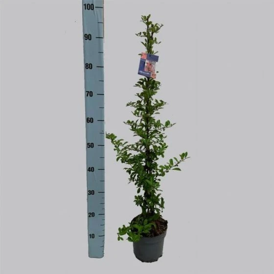 Pyracantha 'Orange Glow' C2 80-100 Cm 3 Pyracantha 'Orange Glow' C2 80-100 Cm
